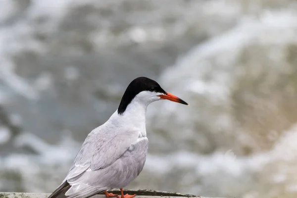 Bir Dalın Üzerine Tünemiş Bir Kuzey Kutbu Kuşunun Güzel Bir — Stok fotoğraf