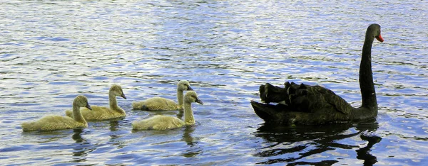 Tiro Perto Cisne Preto Seus Cygnets Nadando Lago — Fotografia de Stock