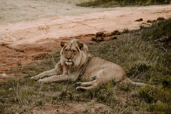 Fascinante Disparo Poderoso León Tendido Hierba Mirando Hacia Adelante —  Fotos de Stock