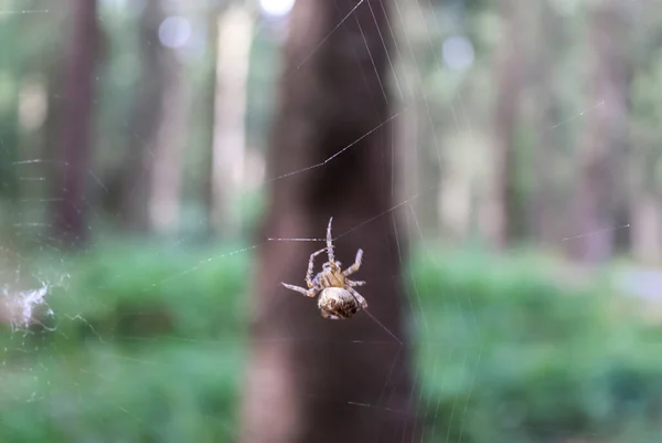 Närbild Skott Spindel Ett Nät Suddig Bakgrund — Stockfoto