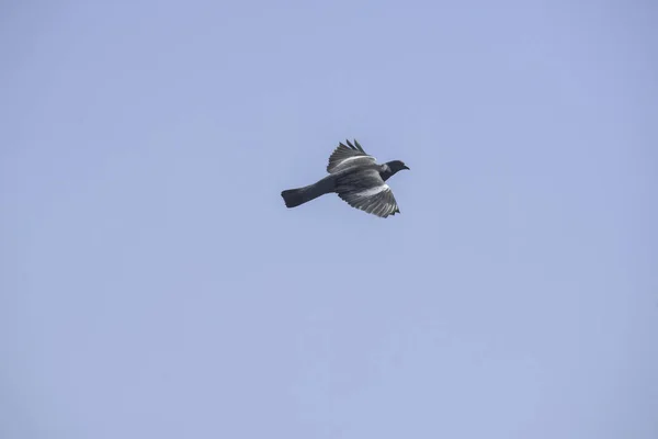 Tiro Perto Falcão Voando Céu Azul — Fotografia de Stock