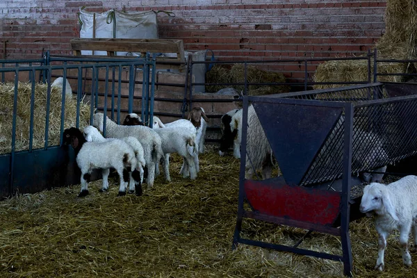 Les Moutons Blancs Assis Sur Herbe Sèche Dans Grange — Photo