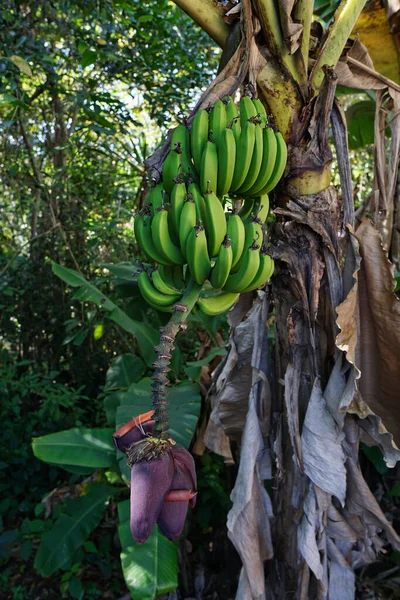 Tiro Vertical Uma Bananeira Uma Selva Capturada Durante Dia — Fotografia de Stock