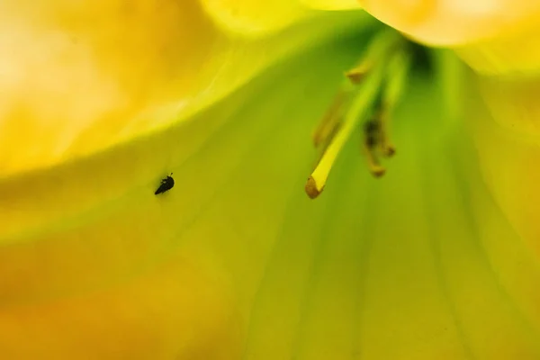 Sarı Renkli Bir Çiçeğin Kısmının Yakın Çekimi — Stok fotoğraf
