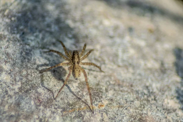 Closeup Shot Spider Stone — Stock Photo, Image