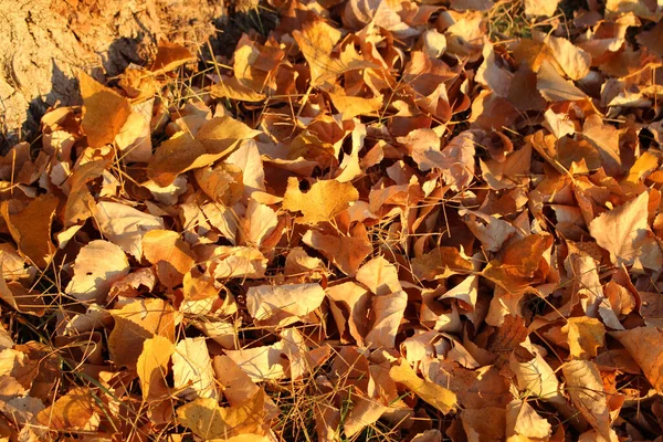 Een Close Textuur Van Herfstboom Bladeren Gevallen Grond Een Bos — Stockfoto