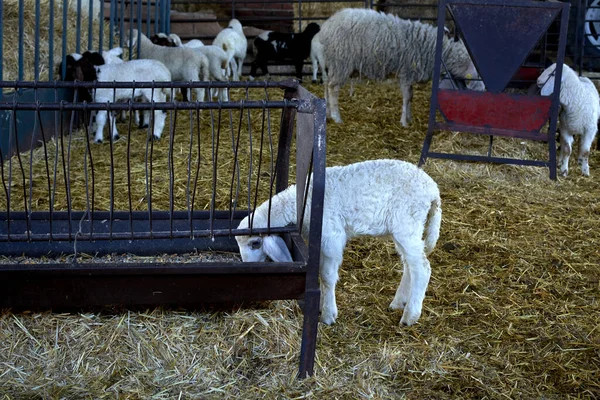 Ahırdaki Kuru Çimlerin Üzerinde Oturan Beyaz Koyun — Stok fotoğraf