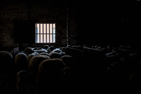 Біла Вівця Старому Цегляному Сараї — стокове фото