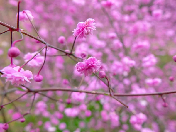 木の枝に美しいピンクの花を咲かせます — ストック写真