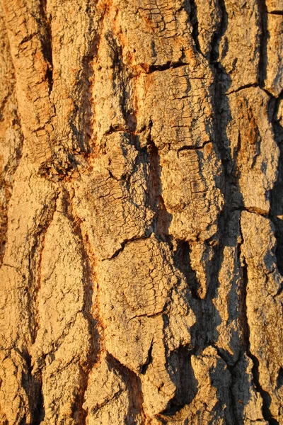 Вертикальный Крупный План Старой Текстуры Коры Сухого Дерева Солнечным Светом — стоковое фото