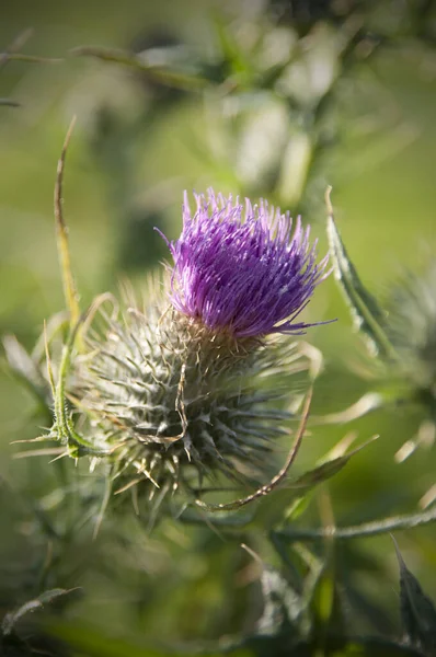 Primer Plano Flor Cardo Púrpura Con Espinas Afiladas — Foto de Stock