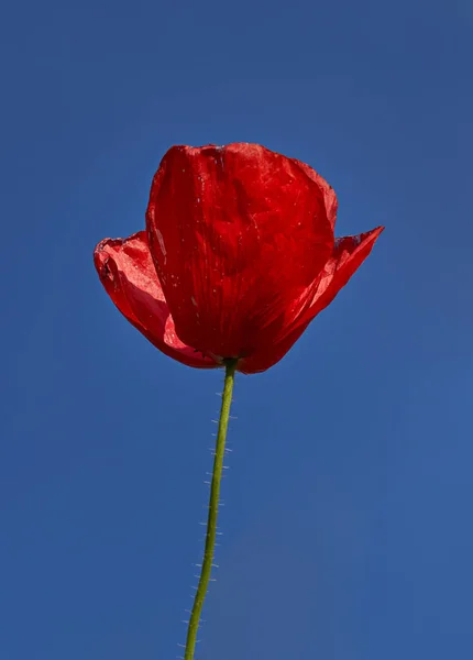 Прекрасно Розквітла Звичайна Червона Макова Квітка Під Блакитним Небом — стокове фото