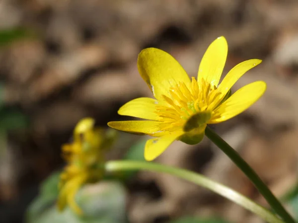 Primo Piano Del Fiore Giallo Magnificamente Fiorito — Foto Stock