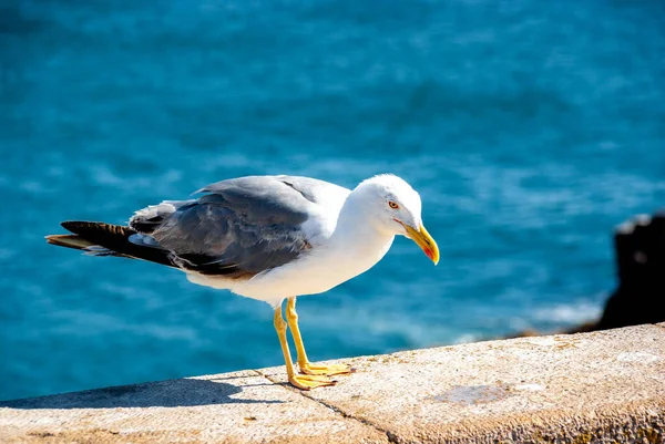 Closeup Shot Seagull Perched Stone Railing Sea — Stock Photo, Image