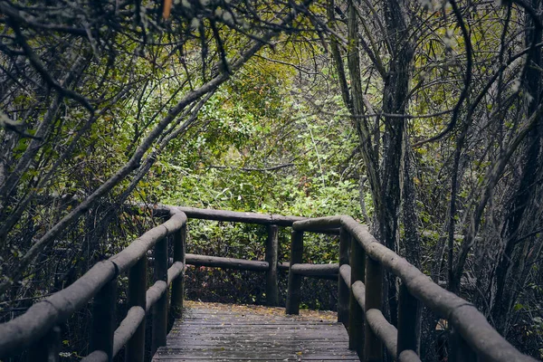 Eine Schöne Holzbrücke Umgeben Von Grün Und Bäumen — Stockfoto