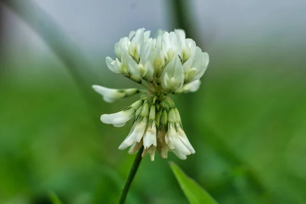 Μια Επιλεκτική Φωτογραφία Ενός Λευκού Λουλουδιού Στον Κήπο Κατά Διάρκεια — Φωτογραφία Αρχείου