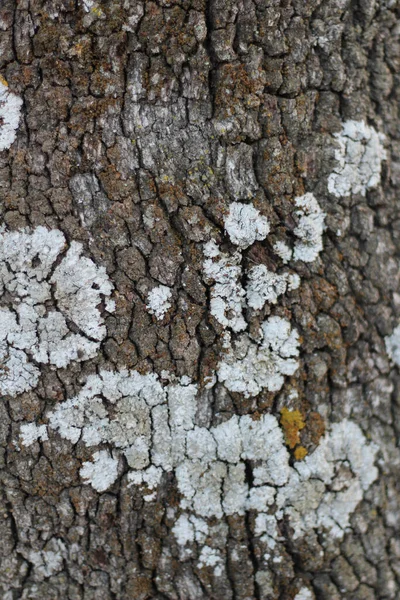 Primer Plano Vertical Una Vieja Textura Seca Corteza Árbol —  Fotos de Stock