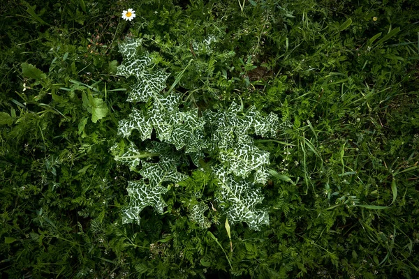 Prachtige Bladeren Van Melkdistel Bloem Tuin — Stockfoto