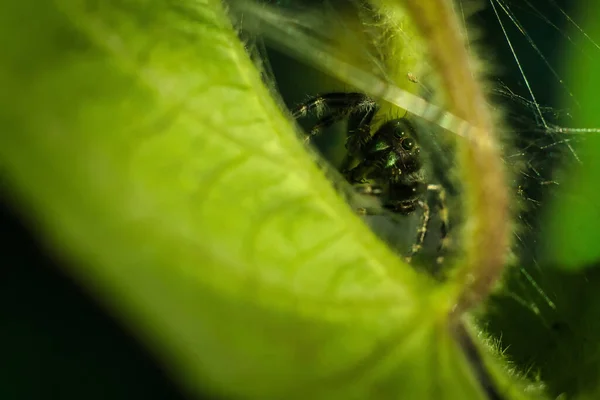 Nahaufnahme Einer Kleinen Spinne Einer Tagsüber Gefangenen Pflanze — Stockfoto