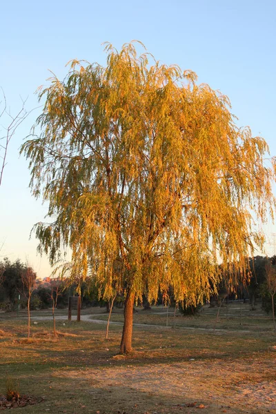 Vertikální Záběr Krásného Podzimního Stromu Poli Proti Modré Obloze — Stock fotografie