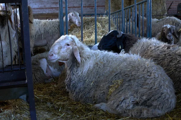 Ahırdaki Kuru Çimlerin Üzerinde Oturan Beyaz Koyun — Stok fotoğraf