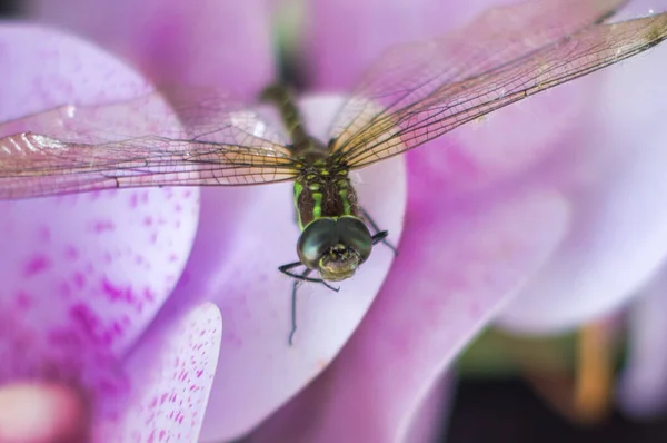 분홍빛 곤충의 — 스톡 사진