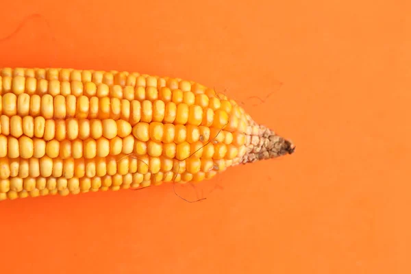 Tiro Close Milho Orgânico Isolado Fundo Laranja — Fotografia de Stock