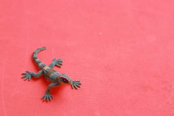 Une Vue Dessus Jouet Lézard Caoutchouc Isolé Sur Fond Rouge — Photo