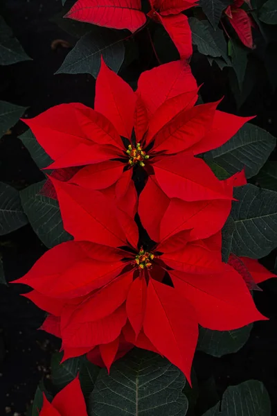 Вертикальный Высокий Угол Снимка Цветов Poinsettia Саду — стоковое фото