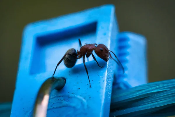 Primo Piano Una Formica Una Superficie Colore Blu — Foto Stock