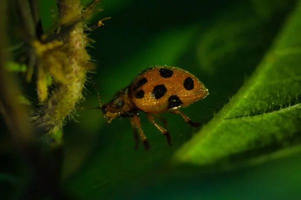 Gros Plan Insecte Sur Une Feuille Capturée Pendant Journée — Photo