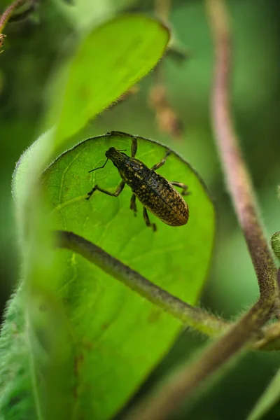 Vertical Closeup Shot Ant Leaf Plant — Stock Photo, Image