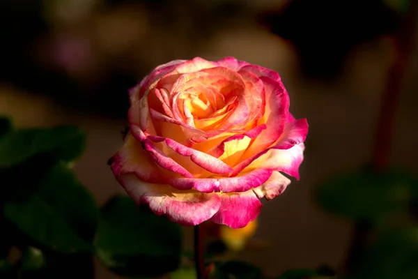 Detailní Záběr Krásně Rozkvetlé Růžové Růže Zahradě — Stock fotografie