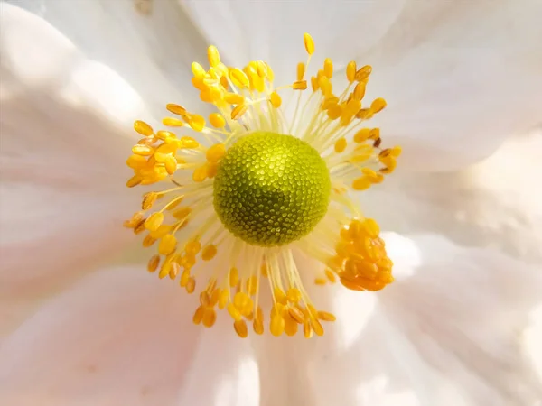 Una Macro Toma Las Anteras Amarillas Flor Blanca —  Fotos de Stock