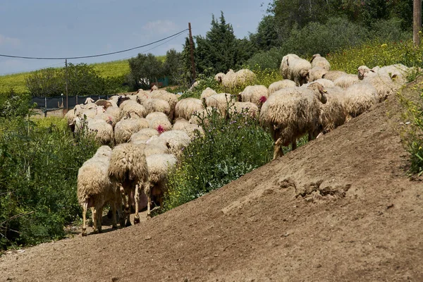 Beyaz Kahverengi Koyunlar Çayırlarda Otluyor — Stok fotoğraf