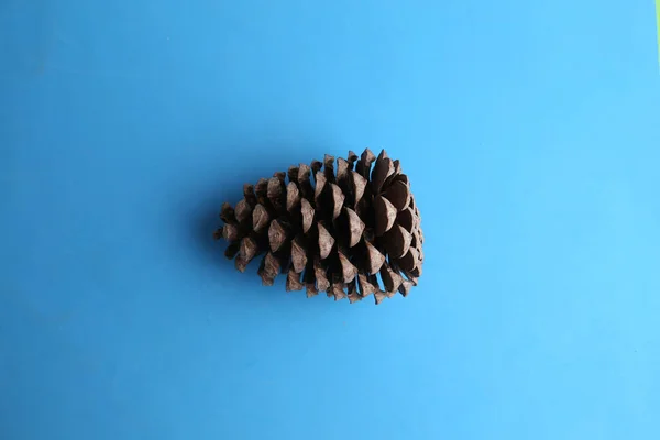 Tiro Close Uma Pinecone Isolado Fundo Azul — Fotografia de Stock