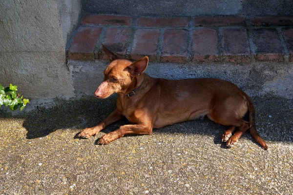 Cão Marrom Bonito Adorável Com Uma Coleira Mexendo Chão — Fotografia de Stock