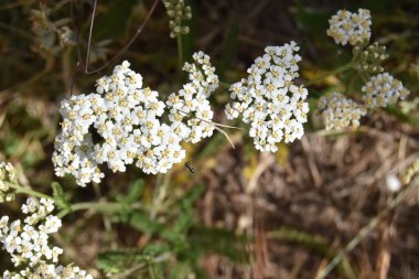 A closeup shot of white yarrow flowers clipart