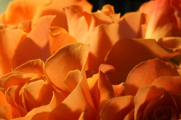 Primer Plano Detalles Una Rosa Floreciente Amarillo Naranja —  Fotos de Stock