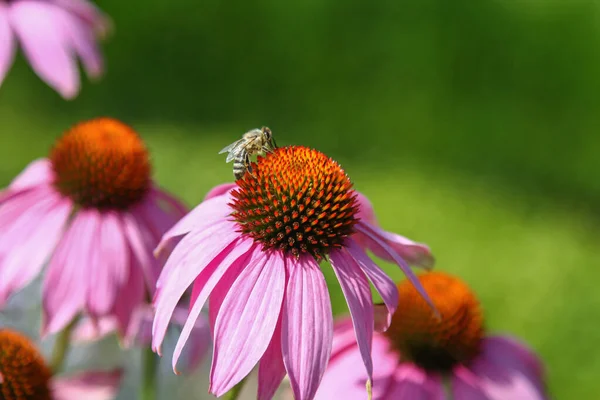 Tiro Perto Uma Abelha Polinizando Coneflower Roxo — Fotografia de Stock