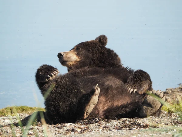 Selektywne Ujęcie Niedźwiedzia Brunatnego Tle Błękitnego Nieba — Zdjęcie stockowe