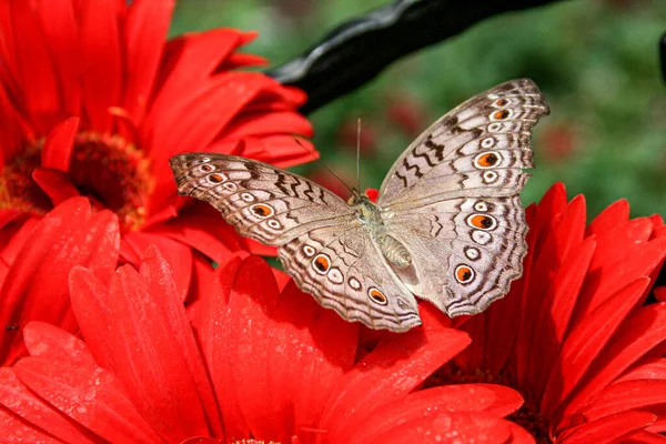 Una Mariposa Con Alas Abiertas Sienta Flor Gerberas Rojas — Foto de Stock