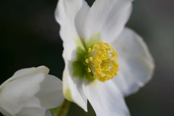 Tiro Close Uma Bela Flor Rosa Natal Branco Florescendo — Fotografia de Stock