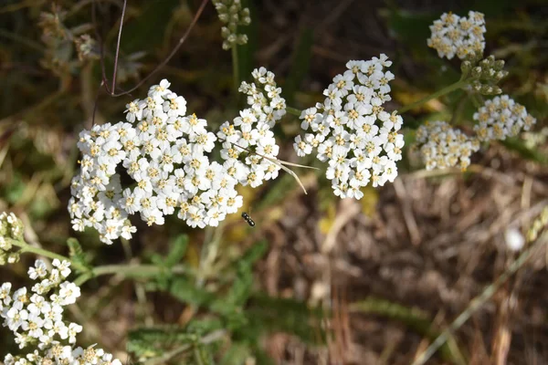 Gros Plan Fleurs Blanches Achillée — Photo