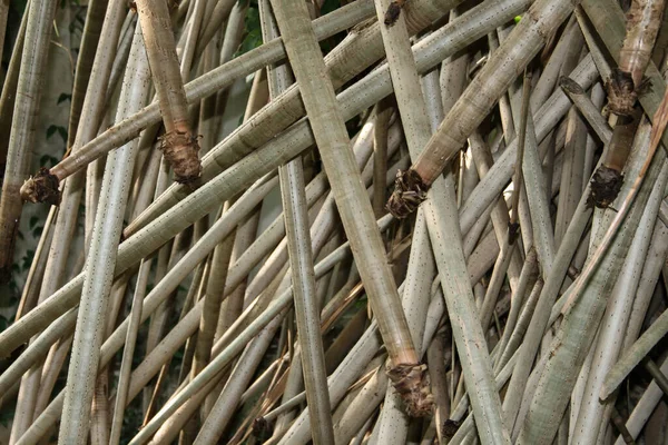 Közelkép Bambuszrönkök Részleteiről — Stock Fotó