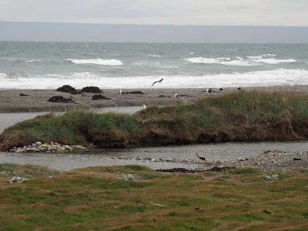 海岸上的海鸥特写镜头 — 图库照片