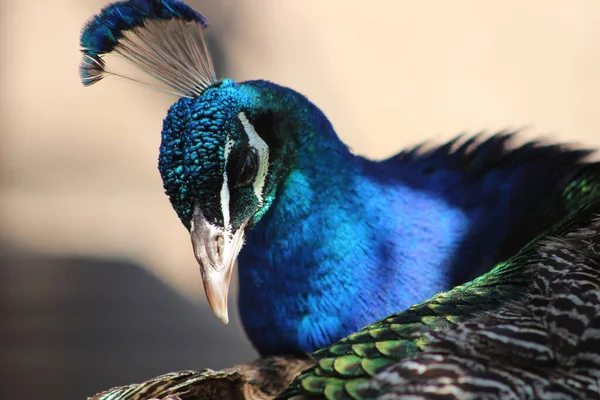 Ένα Πορτραίτο Ενός Όμορφου Παγωνιού Έντονα Μπλε Φτερά — Φωτογραφία Αρχείου