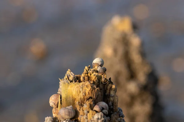 Closeup Shellfish Wooden Pole — Stock Photo, Image