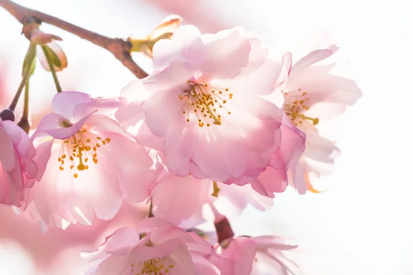 Enfoque Selectivo Hermosas Flores Rosadas Árbol Con Fondo Blanco Brillante — Foto de Stock