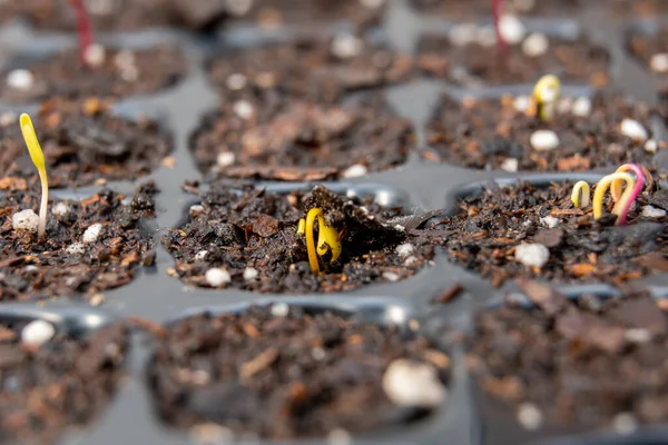 在土壤中生长的小苗的选择性集中拍摄 新的生命概念 — 图库照片